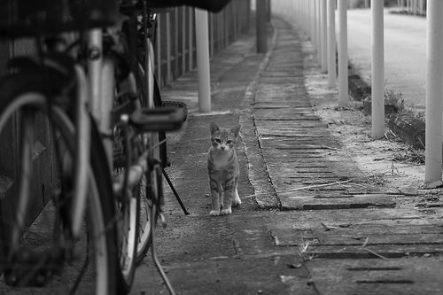 kitten