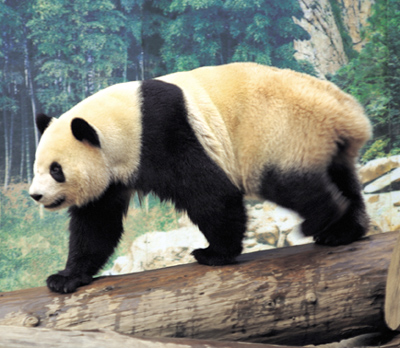 gtotem_panda.jpg