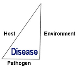 triangle_fig2.jpg